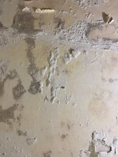 Mold Removal and Inspection in Centerville, IN